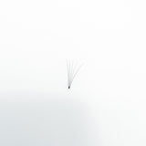 Premade Lash Extensions | 5D AVARI BEAUTY